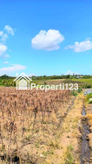 Disewakan Tanah 45 Are View Sawah Di Tibu Biyu Dkt Pantai PAsut Tabanan Bali - 2