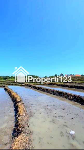Disewakan Tanah 45 Are View Sawah Di Tibu Biyu Dkt Pantai PAsut Tabanan Bali - 4
