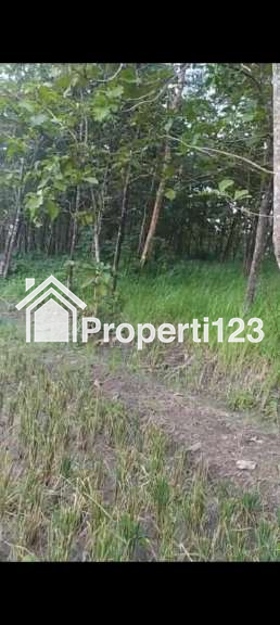 JUAL CEPAT TANAH DAN POHON JATI (KEBUN) - 3