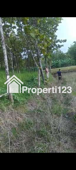JUAL CEPAT TANAH DAN POHON JATI (KEBUN) - 1