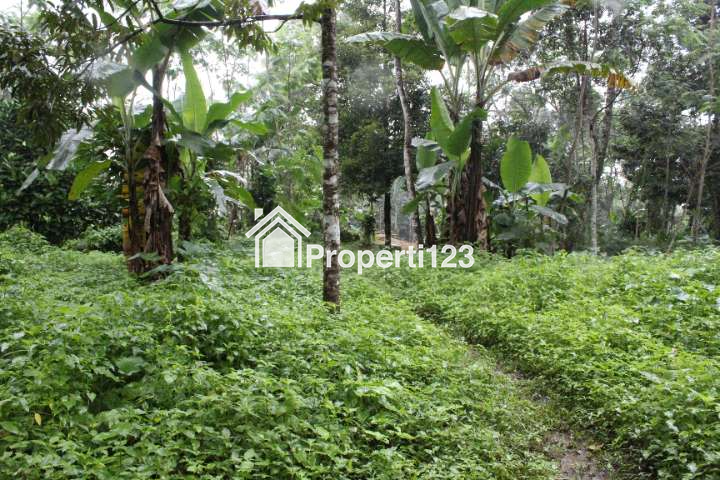 (BWI A.450) DIjual Tanah Produktif di Desa Taman Suruh, Kec. Glagah, Kab. Banyuwangi - 3