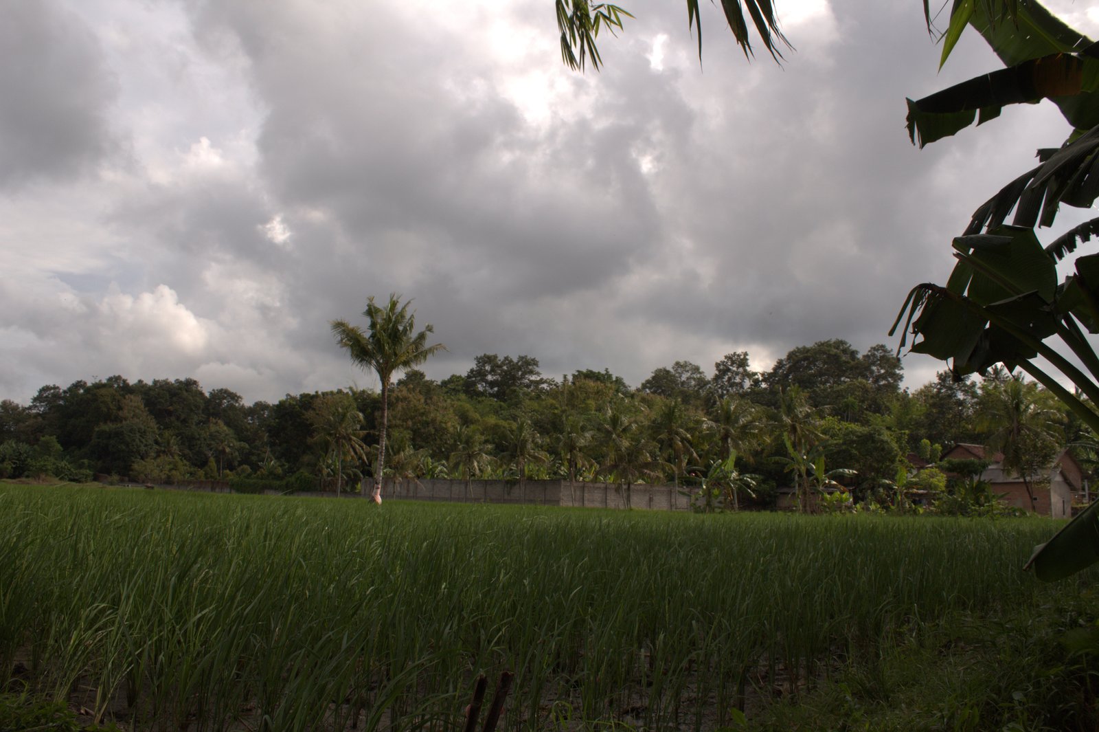 (BWI A.442) Dijual Tanah Produtif di Dusun Jajang Surat, Desa Karangbendo, Kec. Rogojampi, Kab. Banyuwangi - 2