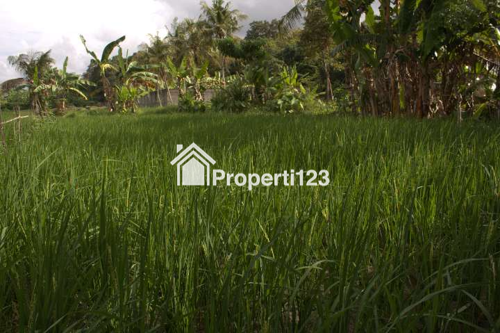 (BWI A.442) Dijual Tanah Produtif di Dusun Jajang Surat, Desa Karangbendo, Kec. Rogojampi, Kab. Banyuwangi - 4