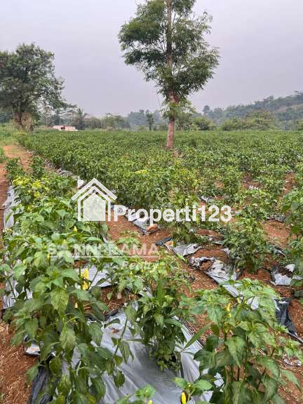 Tanah 3 hektar di Ranca Bungur Bogor - 4