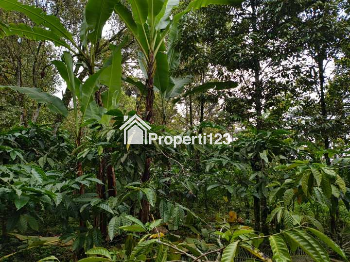 Kebun cengkeh dan kopi - 3