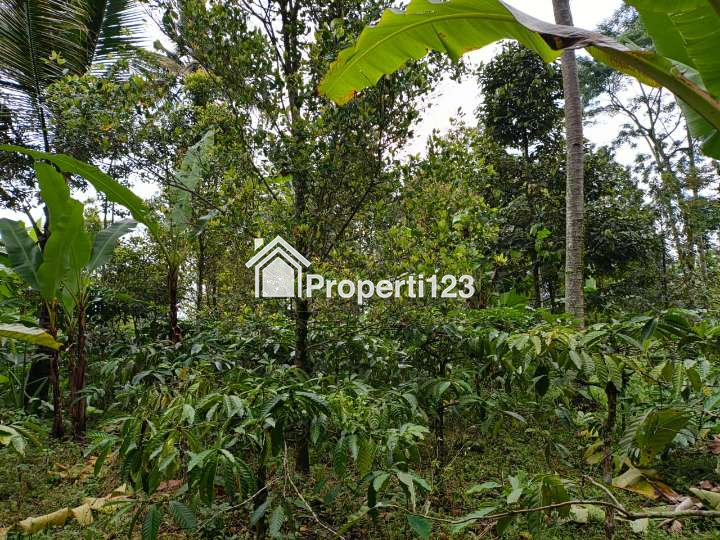 Kebun cengkeh dan kopi - 4