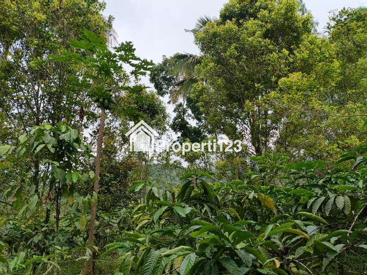 Kebun cengkeh dan kopi - 5