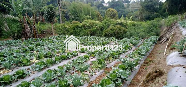 Tanah 2 Hektar Harga Murah Untuk Perumahan Resort Villa Agro Wisata Agro BIsnis di Padaasih Kabupaten Bandung Barat - 3