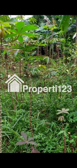 Tanah Kavling SHM 350 m2 Pabuaran Cibinong Akses Jalan  Beton - 4