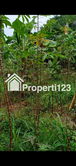 Tanah Kavling SHM 350 m2 Pabuaran Cibinong Akses Jalan  Beton - 3