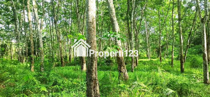 BU - Tanah Kebun Karet Murah Dan Strategis Di Sumatera Selatan - 3