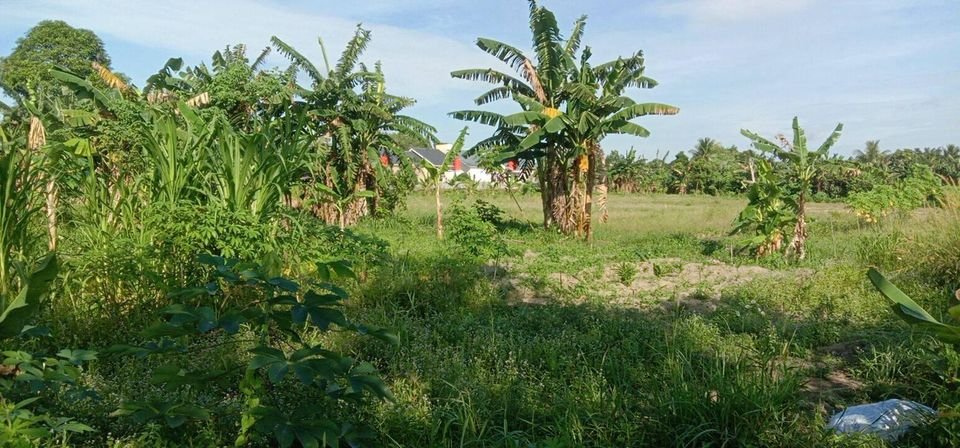 (Tanpa perantara) Tanah SHM 3ha di tengah kota Tanjungpinang - 4