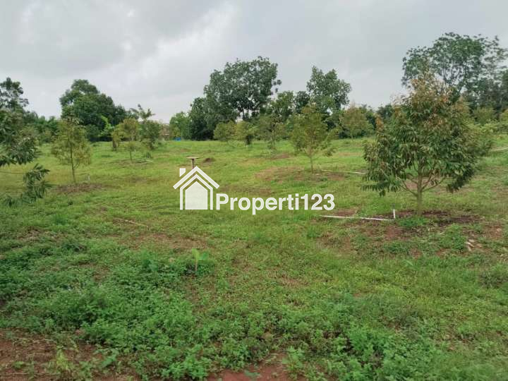 Tanah Kebun Durian Strategis Desa Cijunti Campaka Purwakarta - 5