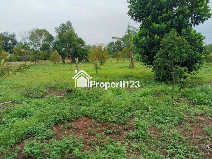 Tanah Kebun Durian Strategis Desa Cijunti Campaka Purwakarta - 7