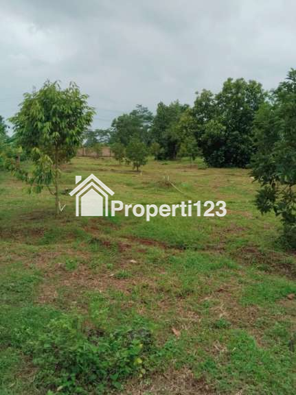 Tanah Kebun Durian Strategis Desa Cijunti Campaka Purwakarta - 9