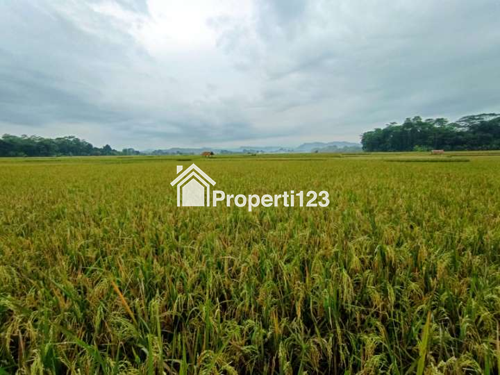 Dijual Sawah Produktif Di Dawuan Subang - 3