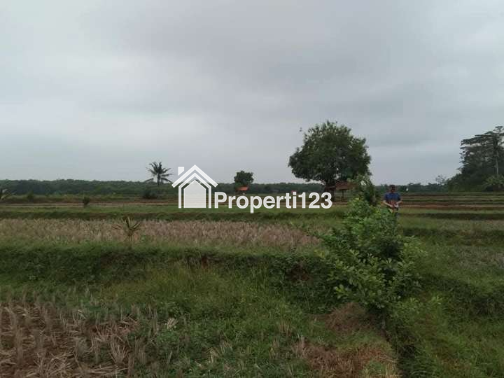 Dijual Sawah Produktif Di Dawuan Subang - 4