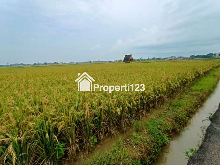 Dijual Sawah Produktif Di Dawuan Subang - 2