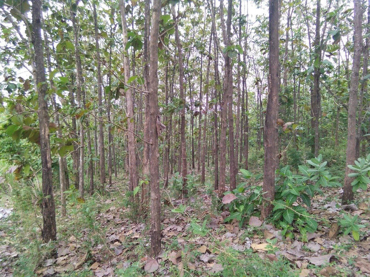 Dijual Tanah Lereng Bukit Beserta Pohon Jati  ,Kates,Jawa Timur - 3