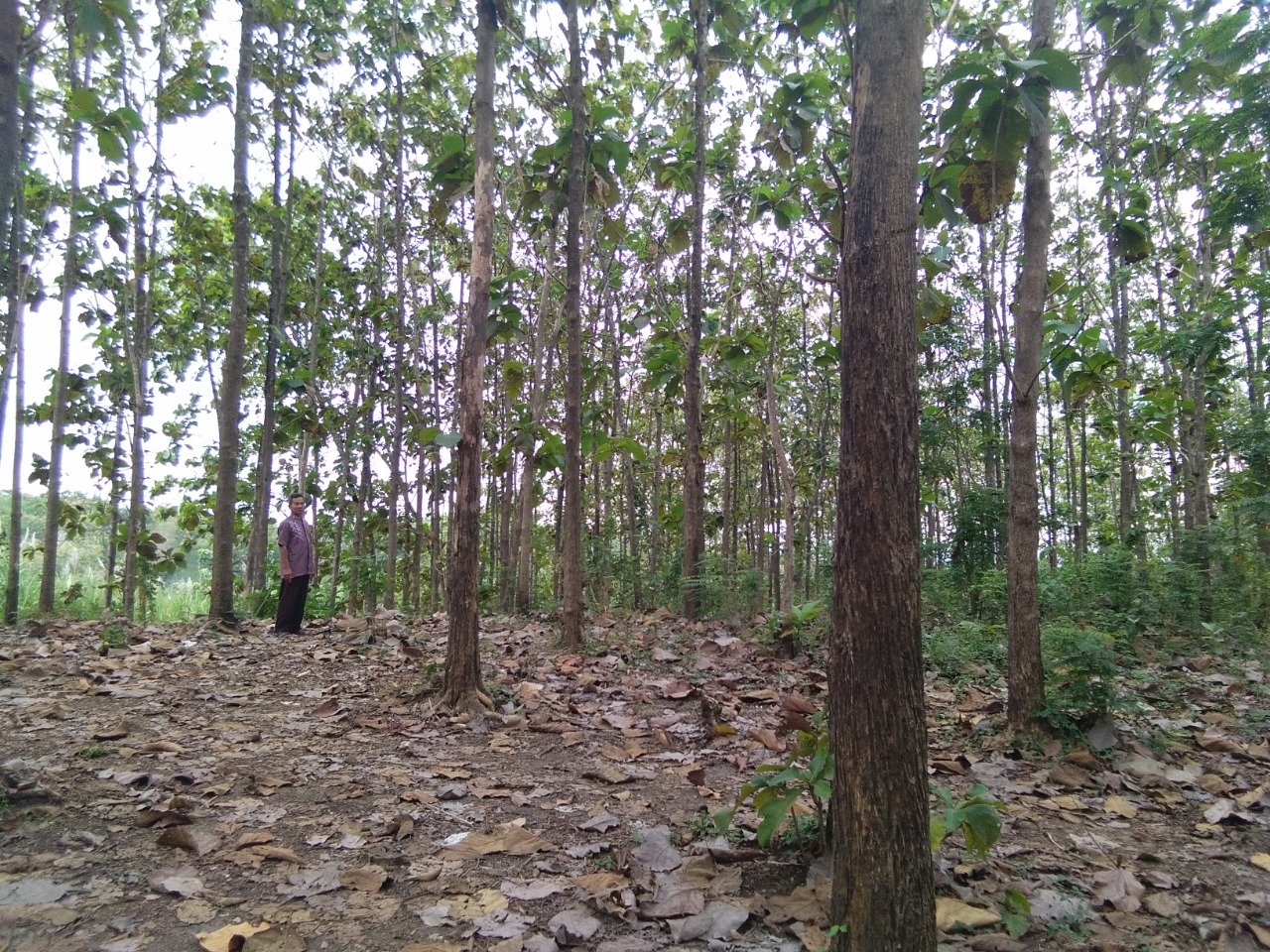 Dijual Tanah Lereng Bukit Beserta Pohon Jati  ,Kates,Jawa Timur - 4