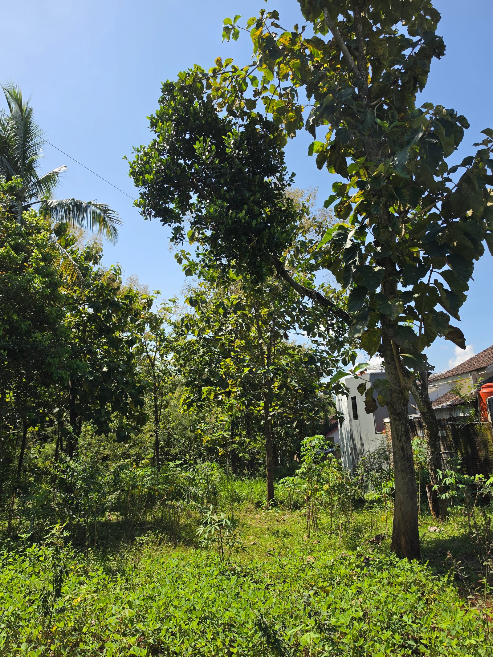 Jual Tanah Pekarangan - 6