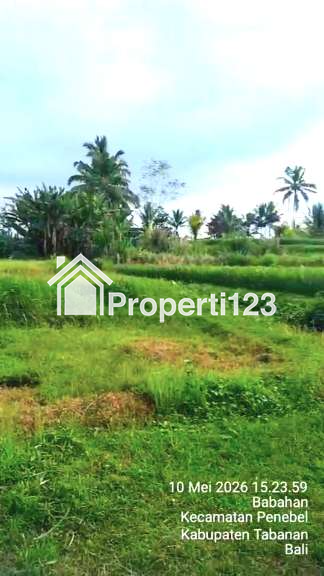 Dijual Tanah Sawah Produktif Di Babaha Penebal Tabanan Bali - 2