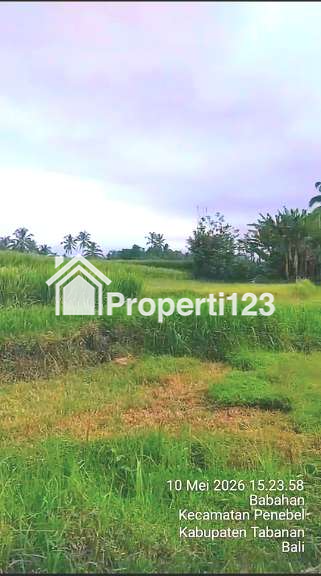 Dijual Tanah Sawah Produktif Di Babaha Penebal Tabanan Bali - 3