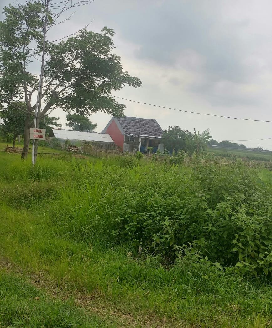 Dijual Tanah Kavling di Jl. Desa di Sindanglaut-Kabupaten Cirebon, Jawa Barat. - 2