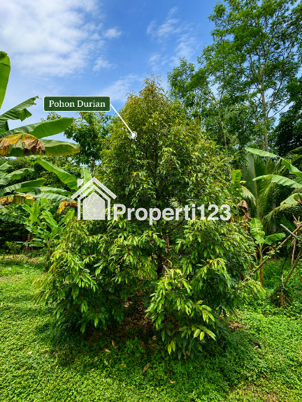 Dijual Rumah Paviliun + Tanah Luas 68 Ubin SHM di Patikraja, Banyumas - 14