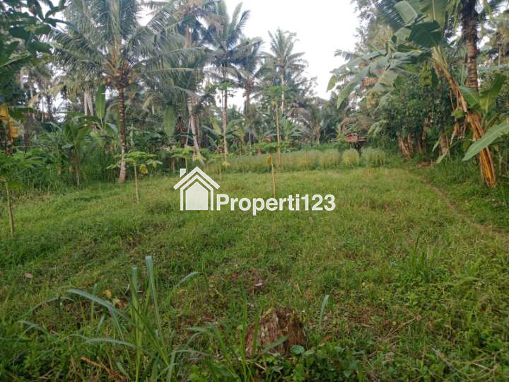 Disewakan Tanah 43 Are Di Mengwi Badung Bali - 2