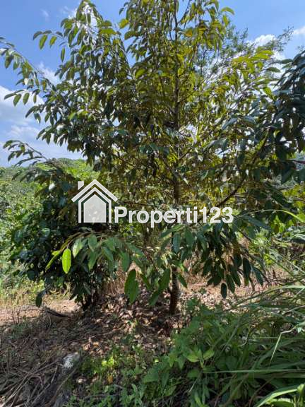 Kebun Buah2an di Leuwidamar - 2