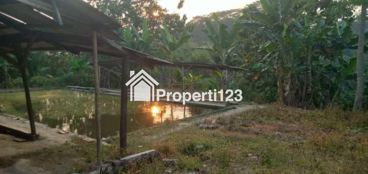 Rumah, Kebun, dan Kolam Ikan di Rangkasbitung - 4