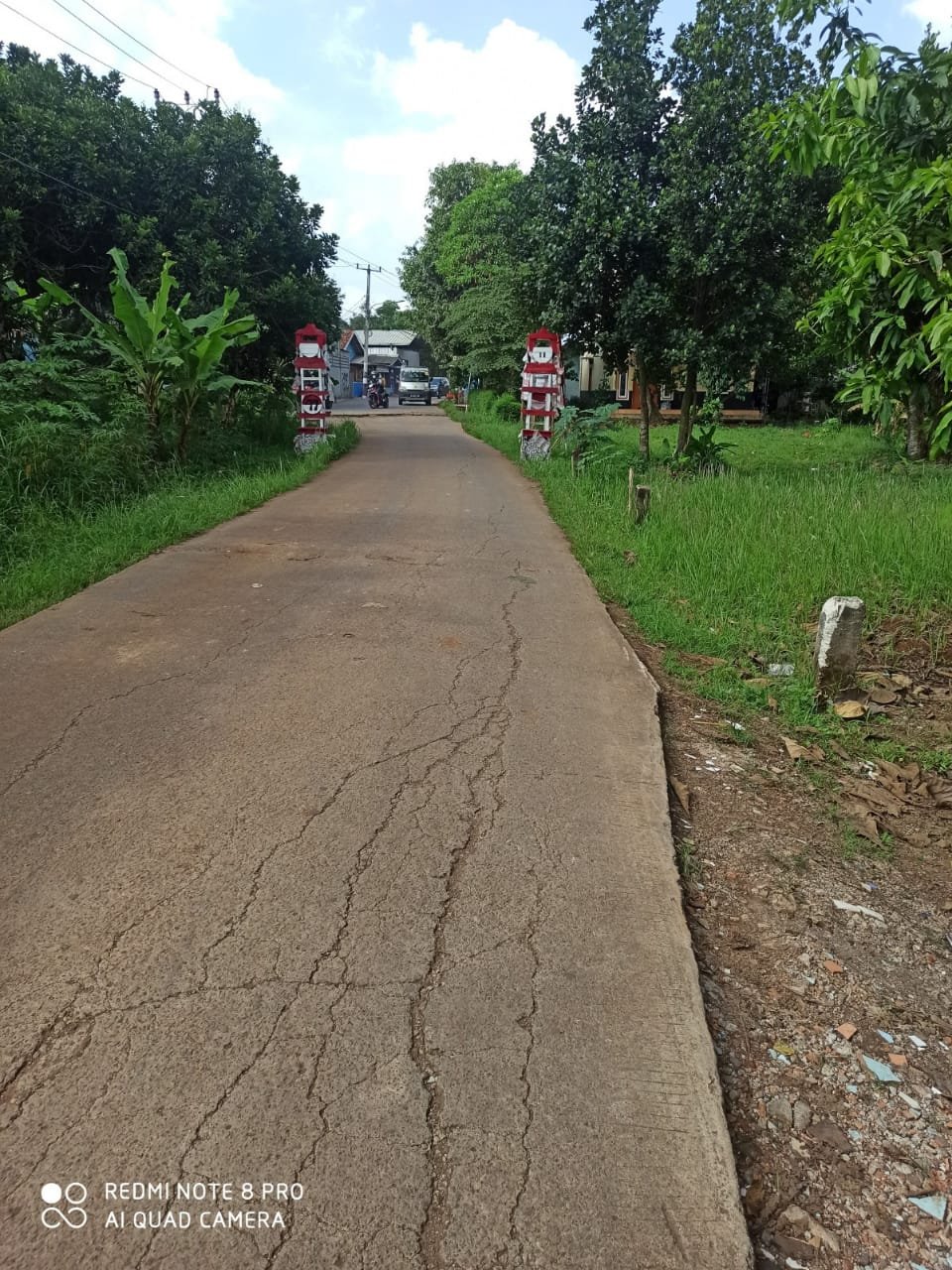 DIJUAL CEPAT TANAH PLUS POHON JATI TANPA PELANTARA. - 1