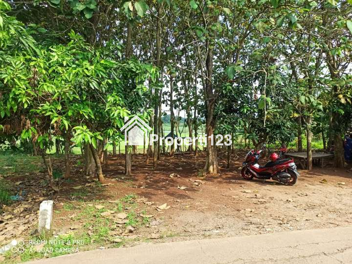 DIJUAL CEPAT TANAH PLUS POHON JATI TANPA PELANTARA. - 1