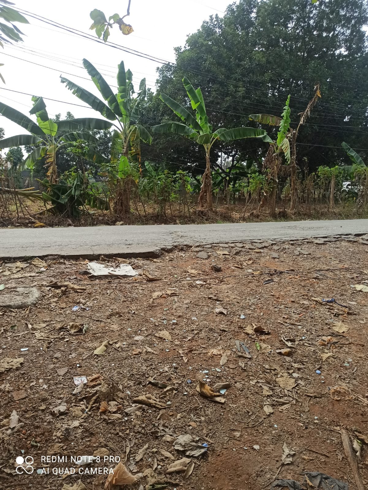 DIJUAL CEPAT TANAH PLUS POHON JATI TANPA PELANTARA. - 3