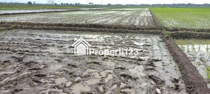 Tanah sawah - 3