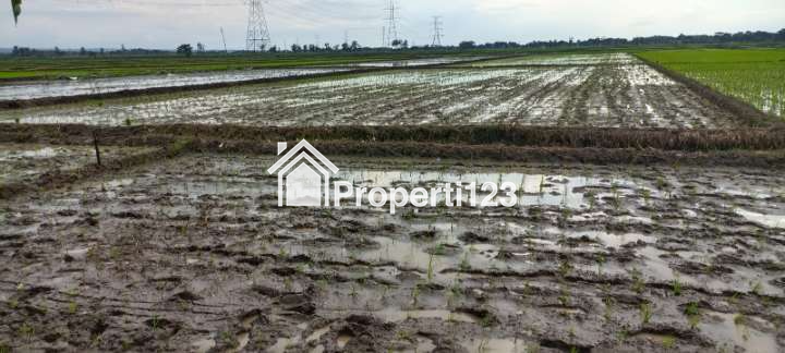 Tanah sawah - 1