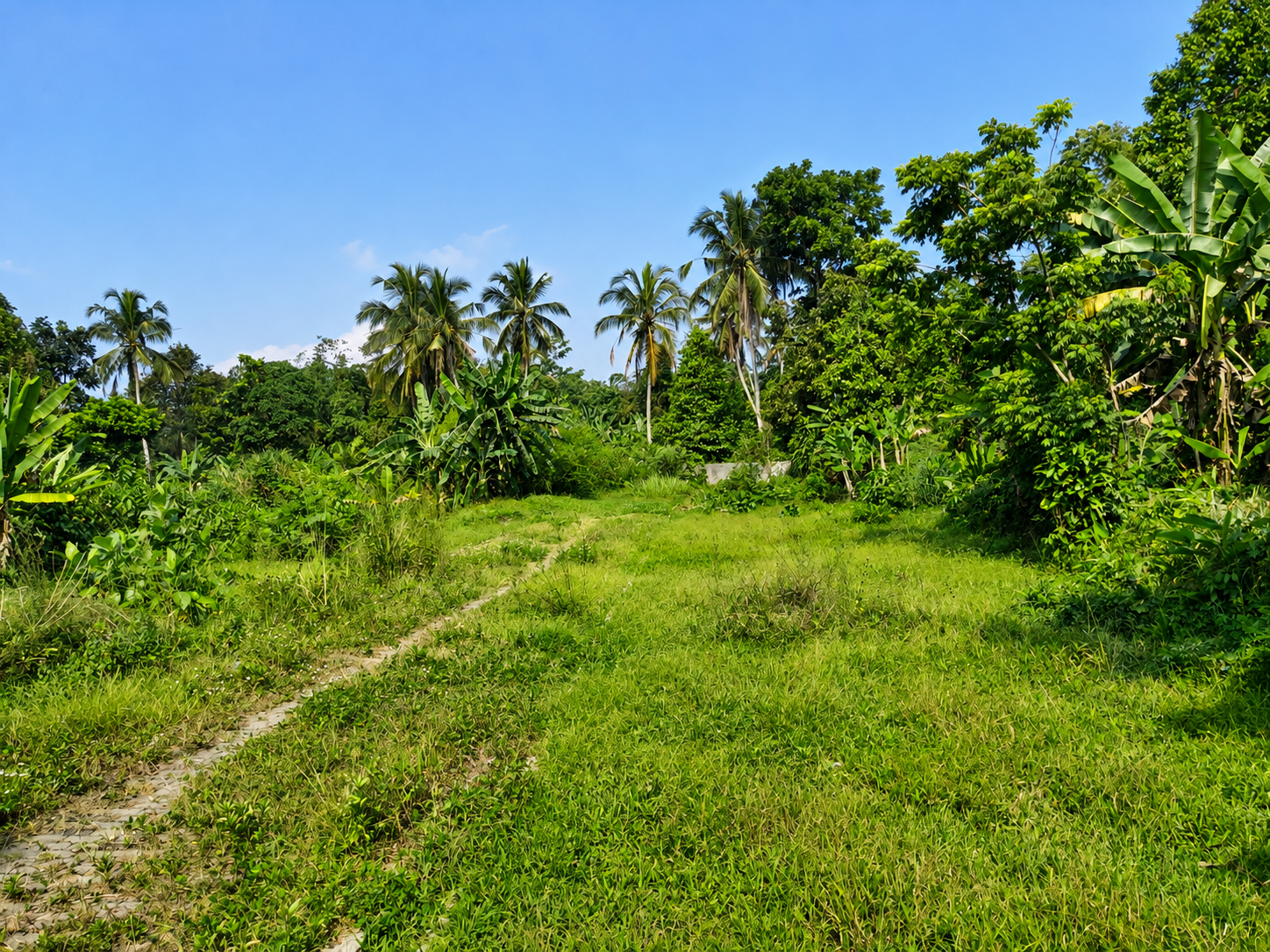 ​🌿 DIJUAL MURAH! LAHAN STRATEGIS DI KAKI GUNUNG SALAK 🌿 - 2