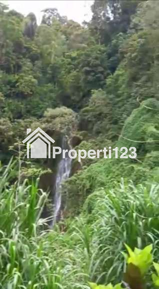 Dijual Tanah 2,29 Hektar Pujungan Pupuan Tabanan Bali Dkt Gunung Batukaru - 2