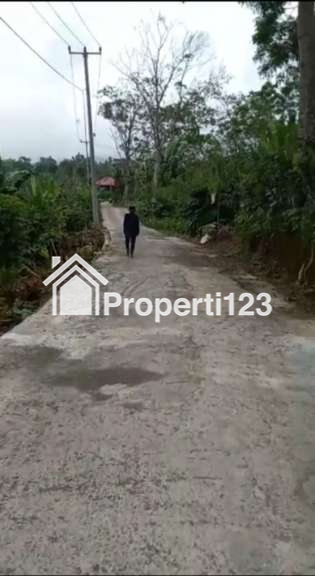 Dijual Tanah 2,29 Hektar Pujungan Pupuan Tabanan Bali Dkt Gunung Batukaru - 3