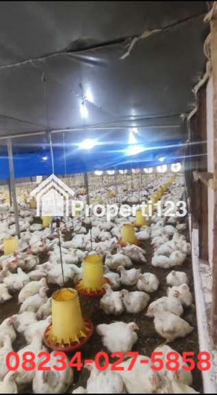 Dijual Kandang Ayam Aktif dan Peralatan di Malang Jawa Timur - 1