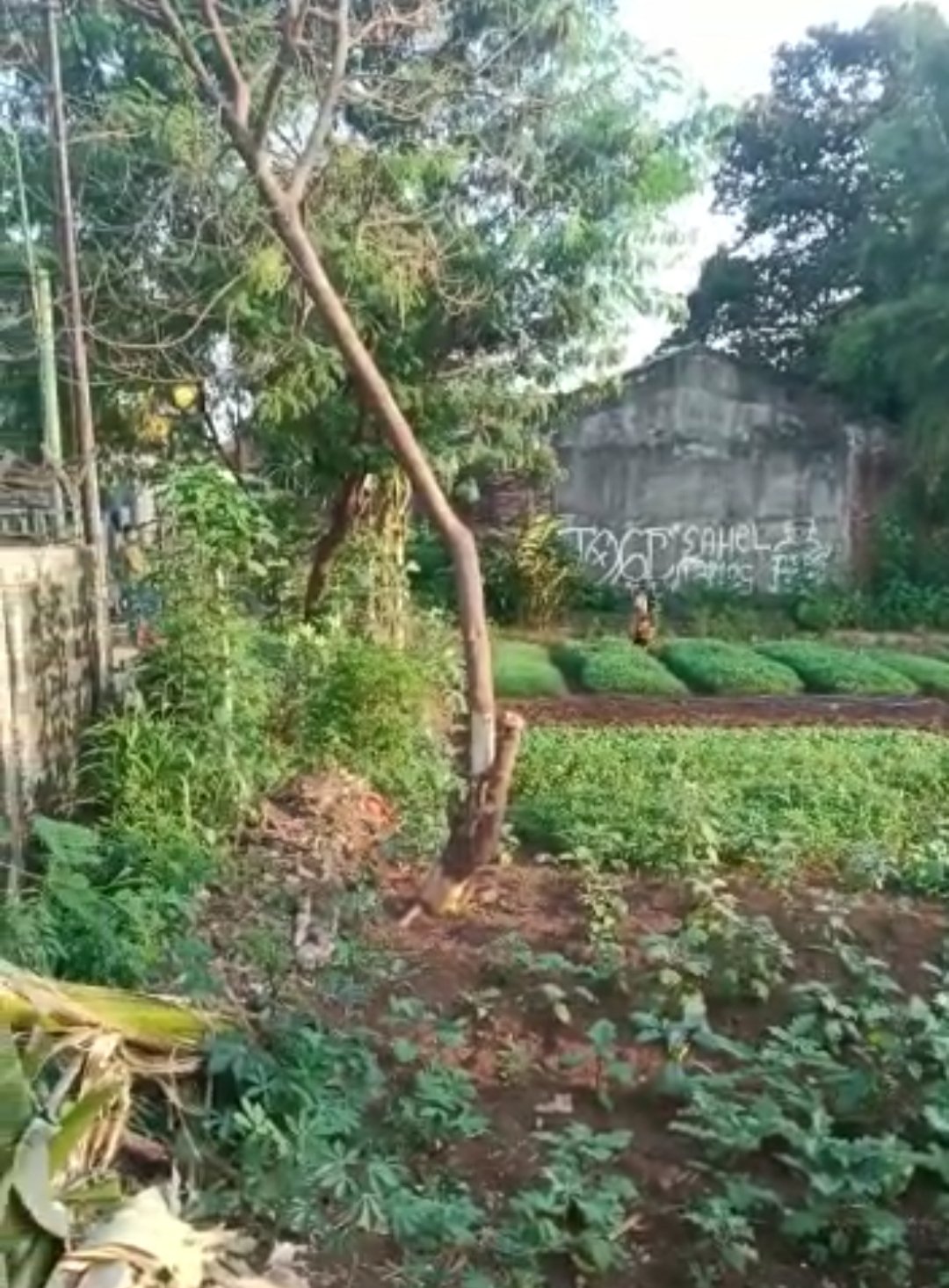 Tanah bagus, murah di Pondok Aren luas 1260 m2 dan cocok untuk Cluster murah - 2