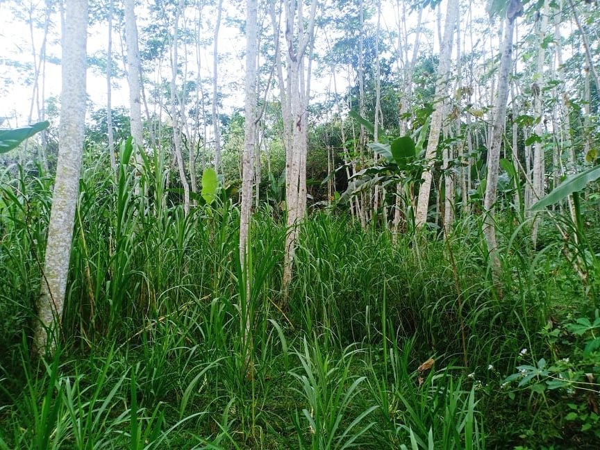 Tanah Subur 4000m² Mojogedang Karanganyar - 4