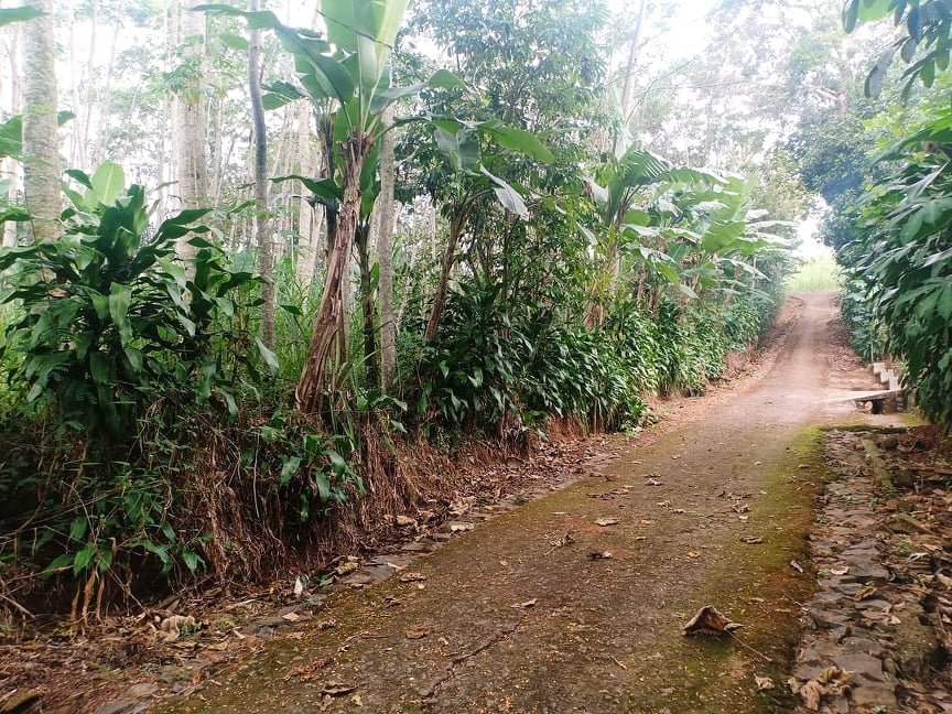 Tanah Subur 4000m² Mojogedang Karanganyar - 3