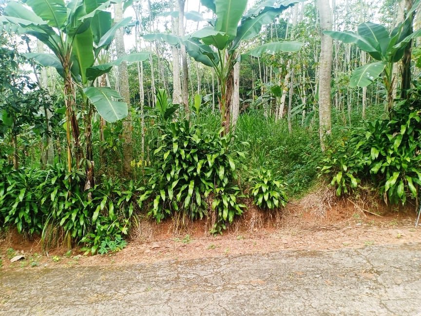 Tanah Subur 4000m² Mojogedang Karanganyar - 2