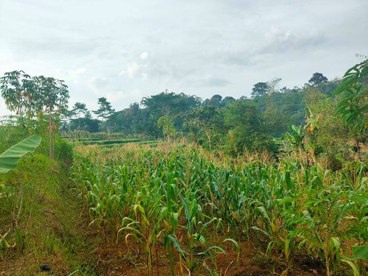 Jual Rumah Mojogedang Karanganyar - 4