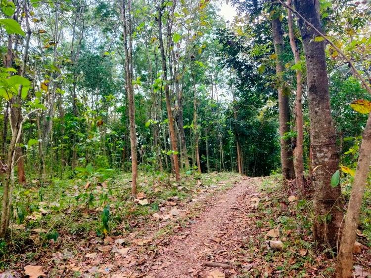 Jual Tanah Kebun Jati Mojogedang Karanganyar - 3