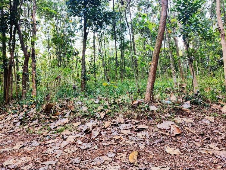 Jual Tanah Kebun Jati Mojogedang Karanganyar - 4