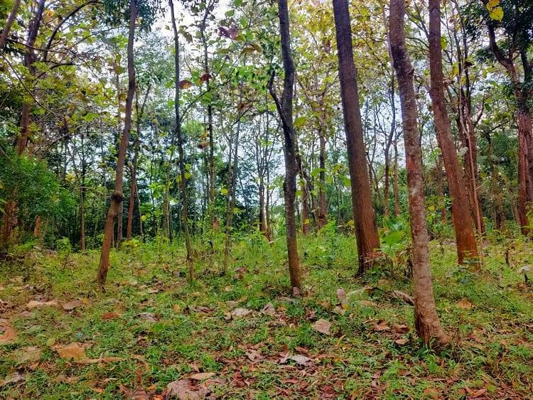 Jual Tanah Kebun Jati Mojogedang Karanganyar - 5