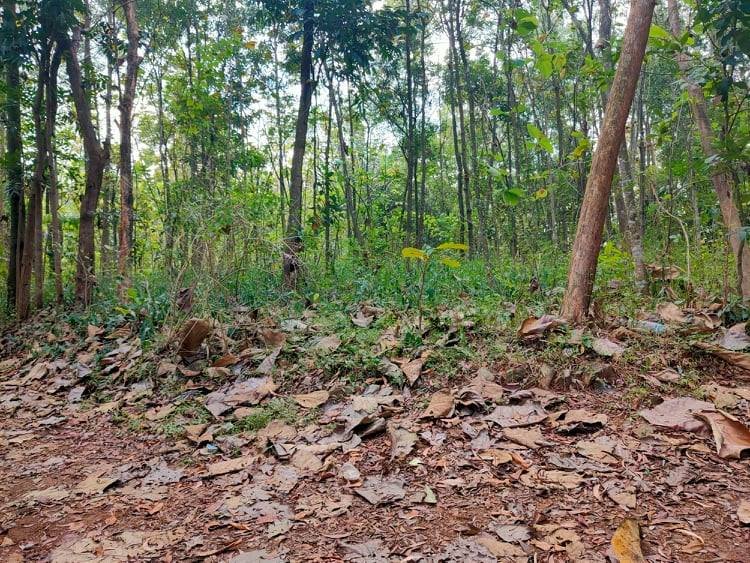 Jual Tanah Kebun Jati Mojogedang Karanganyar - 2